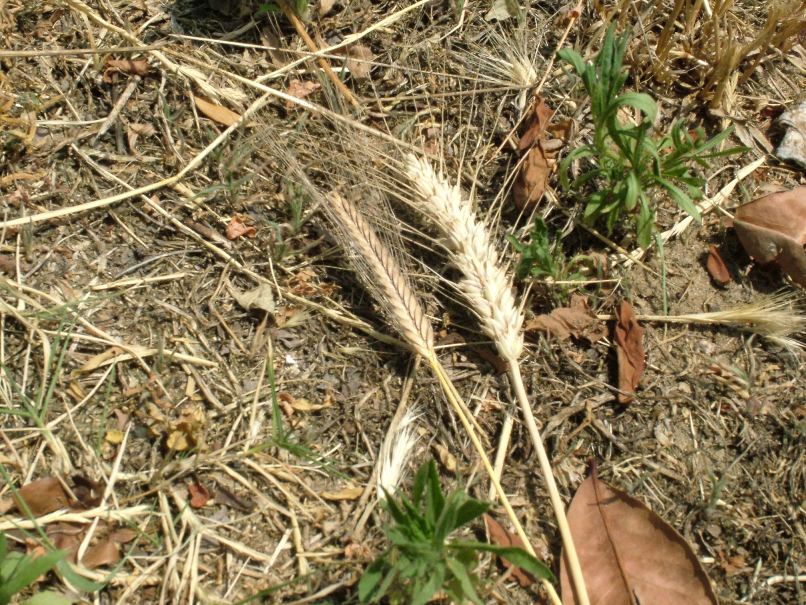 Triticum monococcum - Monococco